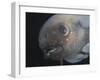Deepsea Fish {Paraliparis Sp.), Deep Sea Atlantic Ocean-David Shale-Framed Photographic Print
