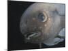 Deepsea Fish {Paraliparis Sp.), Deep Sea Atlantic Ocean-David Shale-Mounted Photographic Print