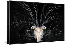 Deepsea Marine Larva of Decapod Crustacean {Sergestes Sp} Atlantic Ocean-Solvin Zankl-Framed Stretched Canvas