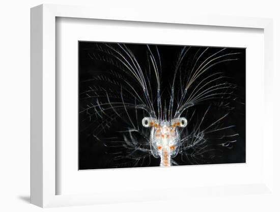 Deepsea Marine Larva of Decapod Crustacean {Sergestes Sp} Atlantic Ocean-Solvin Zankl-Framed Photographic Print