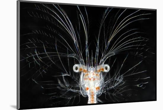 Deepsea Marine Larva of Decapod Crustacean {Sergestes Sp} Atlantic Ocean-Solvin Zankl-Mounted Photographic Print