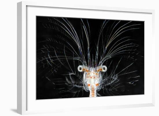 Deepsea Marine Larva of Decapod Crustacean {Sergestes Sp} Atlantic Ocean-Solvin Zankl-Framed Photographic Print