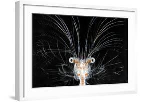 Deepsea Marine Larva of Decapod Crustacean {Sergestes Sp} Atlantic Ocean-Solvin Zankl-Framed Photographic Print