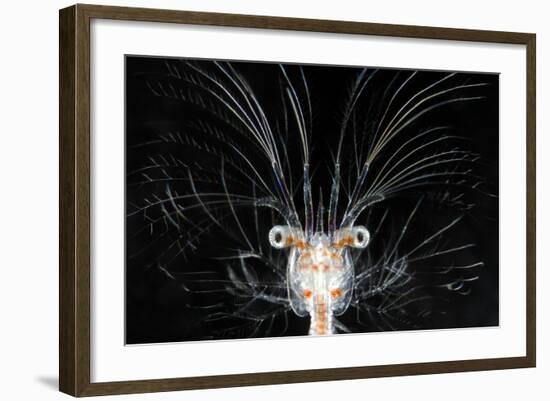 Deepsea Marine Larva of Decapod Crustacean {Sergestes Sp} Atlantic Ocean-Solvin Zankl-Framed Photographic Print