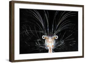 Deepsea Marine Larva of Decapod Crustacean {Sergestes Sp} Atlantic Ocean-Solvin Zankl-Framed Photographic Print