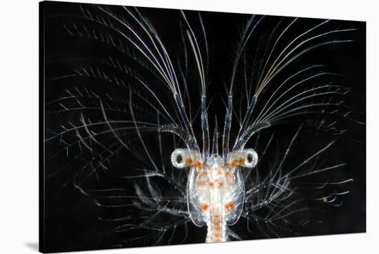 Deepsea Marine Larva of Decapod Crustacean {Sergestes Sp} Atlantic Ocean-Solvin Zankl-Stretched Canvas