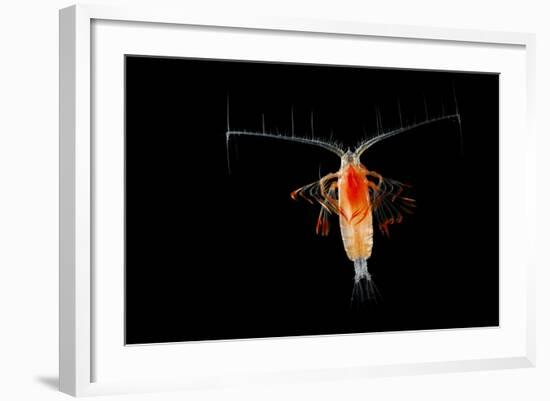 Deepsea Marine Planktonic Copepod (Euchirella Sp) Atlantic Ocean-Solvin Zankl-Framed Photographic Print