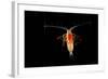 Deepsea Marine Planktonic Copepod (Euchirella Sp) Atlantic Ocean-Solvin Zankl-Framed Photographic Print