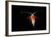 Deepsea Marine Planktonic Copepod (Euchirella Sp) Atlantic Ocean-Solvin Zankl-Framed Photographic Print