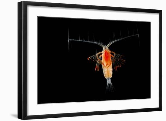 Deepsea Marine Planktonic Copepod (Euchirella Sp) Atlantic Ocean-Solvin Zankl-Framed Photographic Print