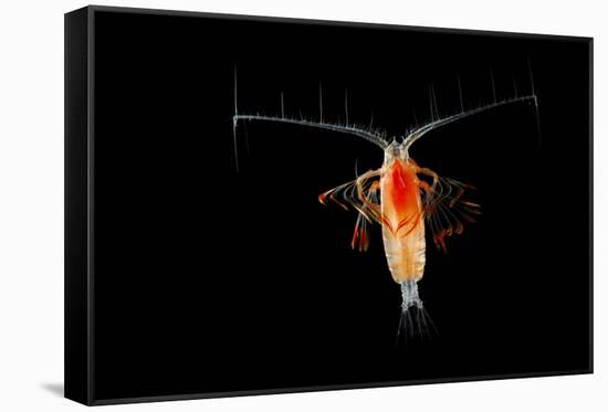 Deepsea Marine Planktonic Copepod (Euchirella Sp) Atlantic Ocean-Solvin Zankl-Framed Stretched Canvas