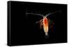 Deepsea Marine Planktonic Copepod (Euchirella Sp) Atlantic Ocean-Solvin Zankl-Framed Stretched Canvas