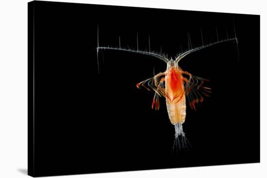 Deepsea Marine Planktonic Copepod (Euchirella Sp) Atlantic Ocean-Solvin Zankl-Stretched Canvas
