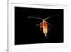 Deepsea Marine Planktonic Copepod (Euchirella Sp) Atlantic Ocean-Solvin Zankl-Framed Photographic Print