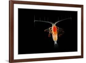 Deepsea Marine Planktonic Copepod (Euchirella Sp) Atlantic Ocean-Solvin Zankl-Framed Photographic Print