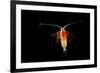 Deepsea Marine Planktonic Copepod (Euchirella Sp) Atlantic Ocean-Solvin Zankl-Framed Photographic Print