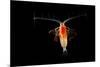 Deepsea Marine Planktonic Copepod (Euchirella Sp) Atlantic Ocean-Solvin Zankl-Mounted Photographic Print