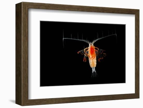 Deepsea Marine Planktonic Copepod (Euchirella Sp) Atlantic Ocean-Solvin Zankl-Framed Photographic Print