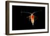 Deepsea Marine Planktonic Copepod (Euchirella Sp) Atlantic Ocean-Solvin Zankl-Framed Photographic Print