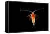 Deepsea Marine Planktonic Copepod (Euchirella Sp) Atlantic Ocean-Solvin Zankl-Framed Stretched Canvas