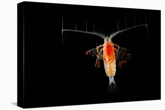 Deepsea Marine Planktonic Copepod (Euchirella Sp) Atlantic Ocean-Solvin Zankl-Stretched Canvas