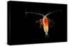 Deepsea Marine Planktonic Copepod (Euchirella Sp) Atlantic Ocean-Solvin Zankl-Stretched Canvas