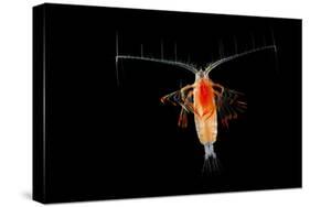 Deepsea Marine Planktonic Copepod (Euchirella Sp) Atlantic Ocean-Solvin Zankl-Stretched Canvas