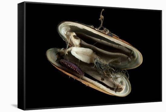 Deepsea Mussel (Bathymodiolus Indica) With Open Shell And Commensal Scale Worm Inside-David Shale-Framed Stretched Canvas