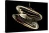 Deepsea Mussel (Bathymodiolus Indica) With Open Shell And Commensal Scale Worm Inside-David Shale-Stretched Canvas