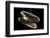 Deepsea Mussel (Bathymodiolus Indica) With Open Shell And Commensal Scale Worm Inside-David Shale-Framed Photographic Print