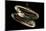 Deepsea Mussel (Bathymodiolus Indica) With Open Shell And Commensal Scale Worm Inside-David Shale-Mounted Photographic Print