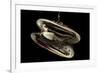 Deepsea Mussel (Bathymodiolus Indica) With Open Shell And Commensal Scale Worm Inside-David Shale-Framed Photographic Print