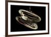 Deepsea Mussel (Bathymodiolus Indica) With Open Shell And Commensal Scale Worm Inside-David Shale-Framed Photographic Print