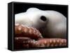 Deepsea Octopus (Benthoctopus Sp), Close-Up of Eye, Deep Sea Atlantic Ocean-David Shale-Framed Stretched Canvas