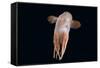 Deepsea Octopus (Grimpoteuthis Sp) Specimen -Dumbo-, North Atlantic-David Shale-Framed Stretched Canvas