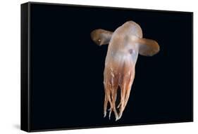 Deepsea Octopus (Grimpoteuthis Sp) Specimen -Dumbo-, North Atlantic-David Shale-Framed Stretched Canvas