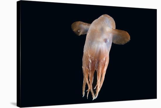 Deepsea Octopus (Grimpoteuthis Sp) Specimen -Dumbo-, North Atlantic-David Shale-Stretched Canvas