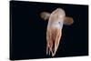 Deepsea Octopus (Grimpoteuthis Sp) Specimen -Dumbo-, North Atlantic-David Shale-Stretched Canvas