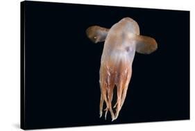 Deepsea Octopus (Grimpoteuthis Sp) Specimen -Dumbo-, North Atlantic-David Shale-Stretched Canvas