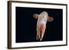 Deepsea Octopus (Grimpoteuthis Sp) Specimen -Dumbo-, North Atlantic-David Shale-Framed Photographic Print