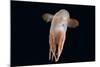 Deepsea Octopus (Grimpoteuthis Sp) Specimen -Dumbo-, North Atlantic-David Shale-Mounted Photographic Print