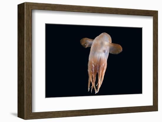 Deepsea Octopus (Grimpoteuthis Sp) Specimen -Dumbo-, North Atlantic-David Shale-Framed Photographic Print