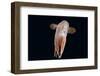 Deepsea Octopus (Grimpoteuthis Sp) Specimen -Dumbo-, North Atlantic-David Shale-Framed Photographic Print