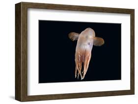 Deepsea Octopus (Grimpoteuthis Sp) Specimen -Dumbo-, North Atlantic-David Shale-Framed Photographic Print