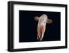 Deepsea Octopus (Grimpoteuthis Sp) Specimen -Dumbo-, North Atlantic-David Shale-Framed Photographic Print
