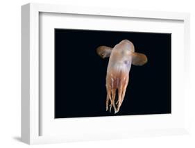 Deepsea Octopus (Grimpoteuthis Sp) Specimen -Dumbo-, North Atlantic-David Shale-Framed Photographic Print