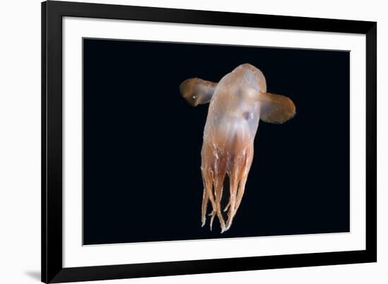 Deepsea Octopus (Grimpoteuthis Sp) Specimen -Dumbo-, North Atlantic-David Shale-Framed Photographic Print