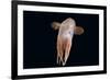 Deepsea Octopus (Grimpoteuthis Sp) Specimen -Dumbo-, North Atlantic-David Shale-Framed Photographic Print