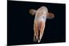 Deepsea Octopus (Grimpoteuthis Sp) Specimen -Dumbo-, North Atlantic-David Shale-Mounted Photographic Print