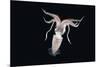 Deepsea Squid (Histioteuthis Sp) From Between 188M-617Ft And 507M-1,663Ft Depth, Night-David Shale-Mounted Photographic Print